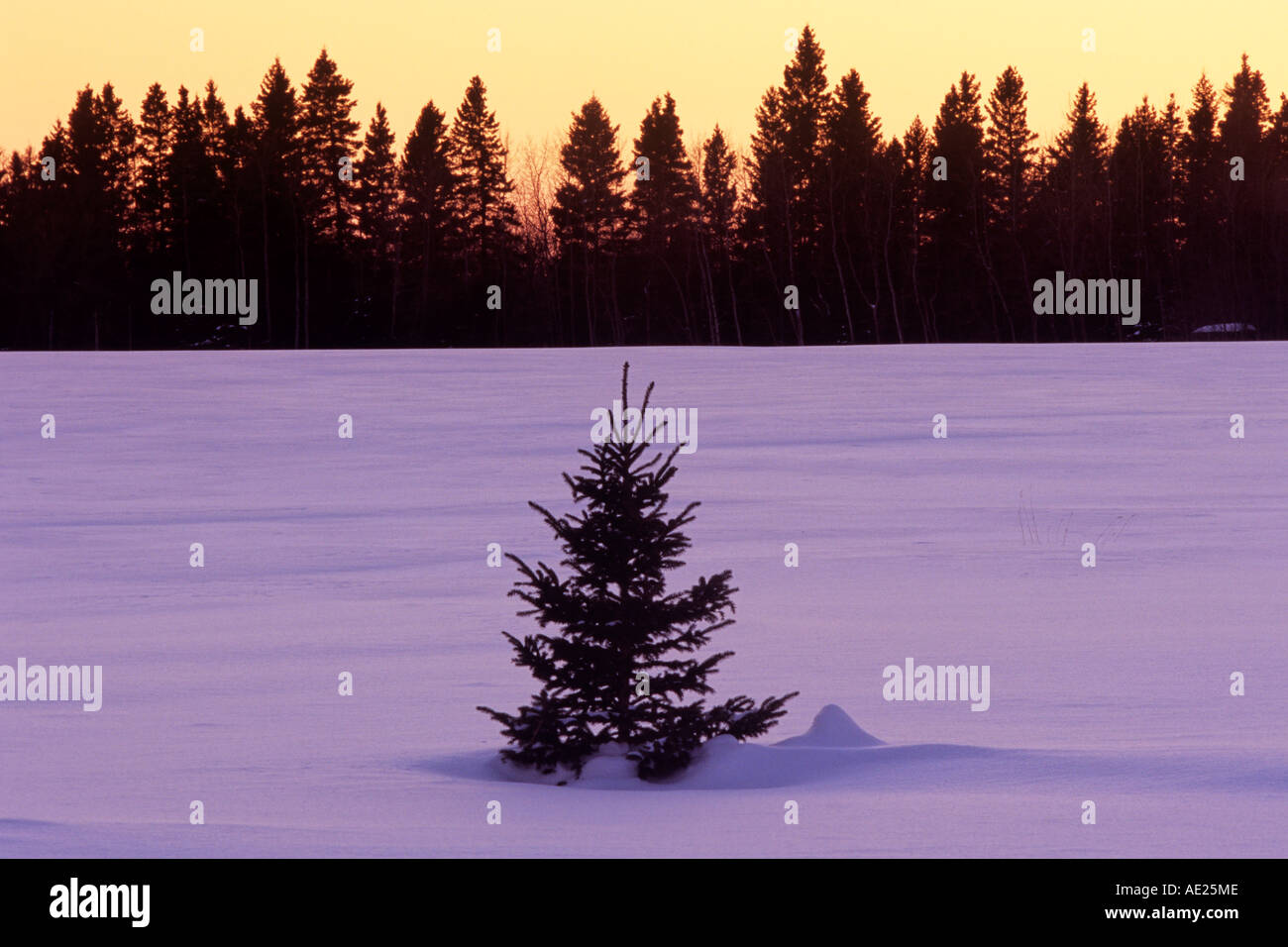 single spruce tree, Manitoba, Canada Stock Photo Alamy