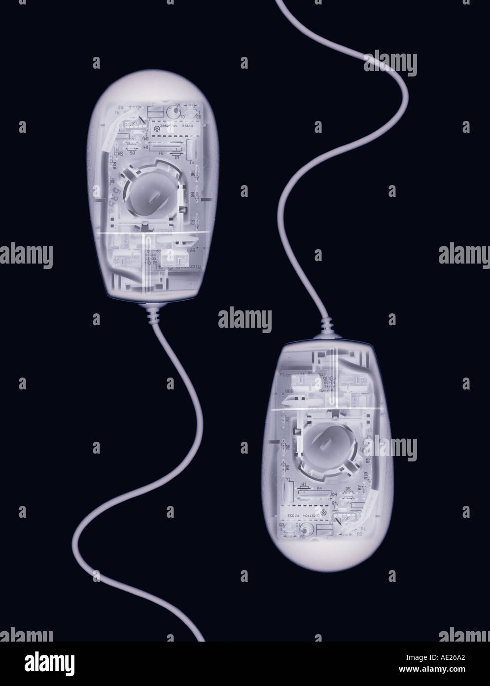 X RAY XRAY X-RAY PHOTOGRAPHIC IMAGE OF COMPUTER MICE SWIMMING LIKE SPERM Stock Photo