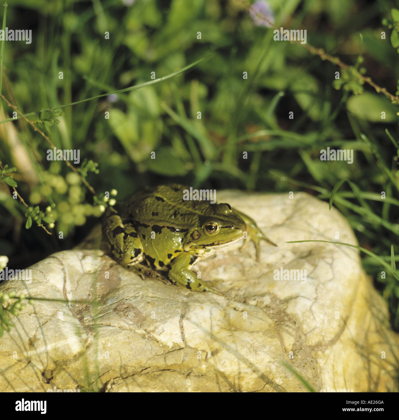 Smooth boulder hi-res stock photography and images - Alamy