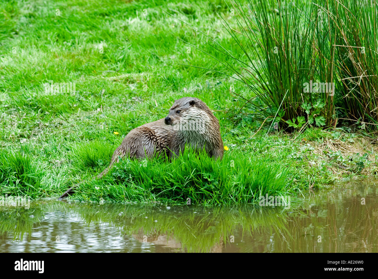 European Otter (Lutra lutra Stock Photo - Alamy