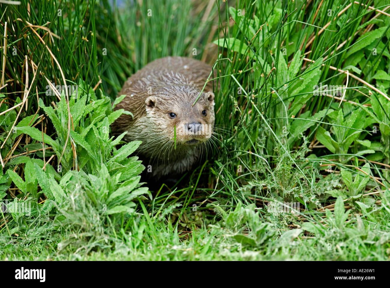 European Otter (Lutra lutra Stock Photo - Alamy