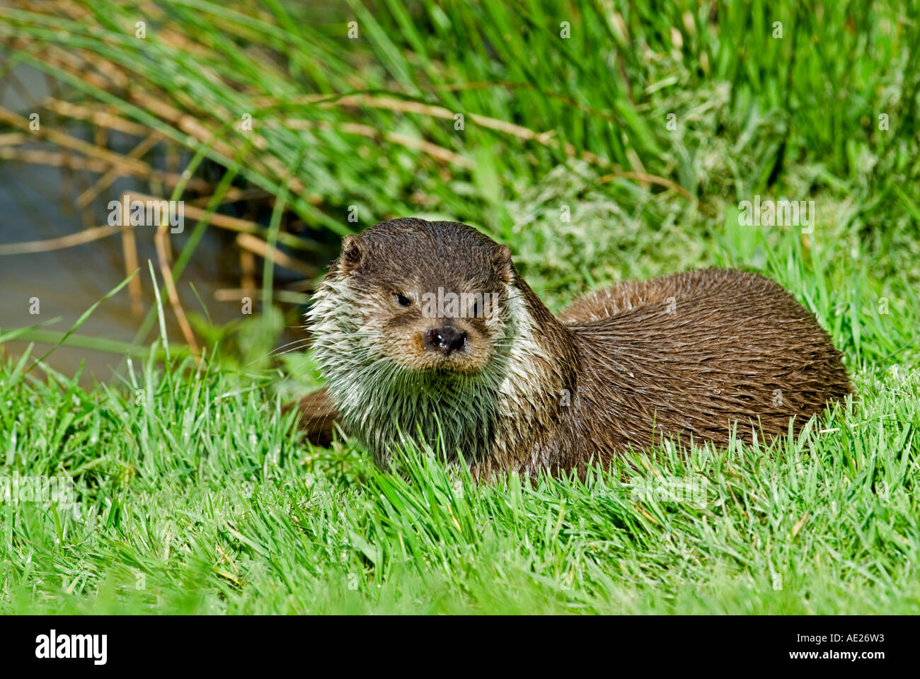 European Otter (Lutra lutra Stock Photo - Alamy