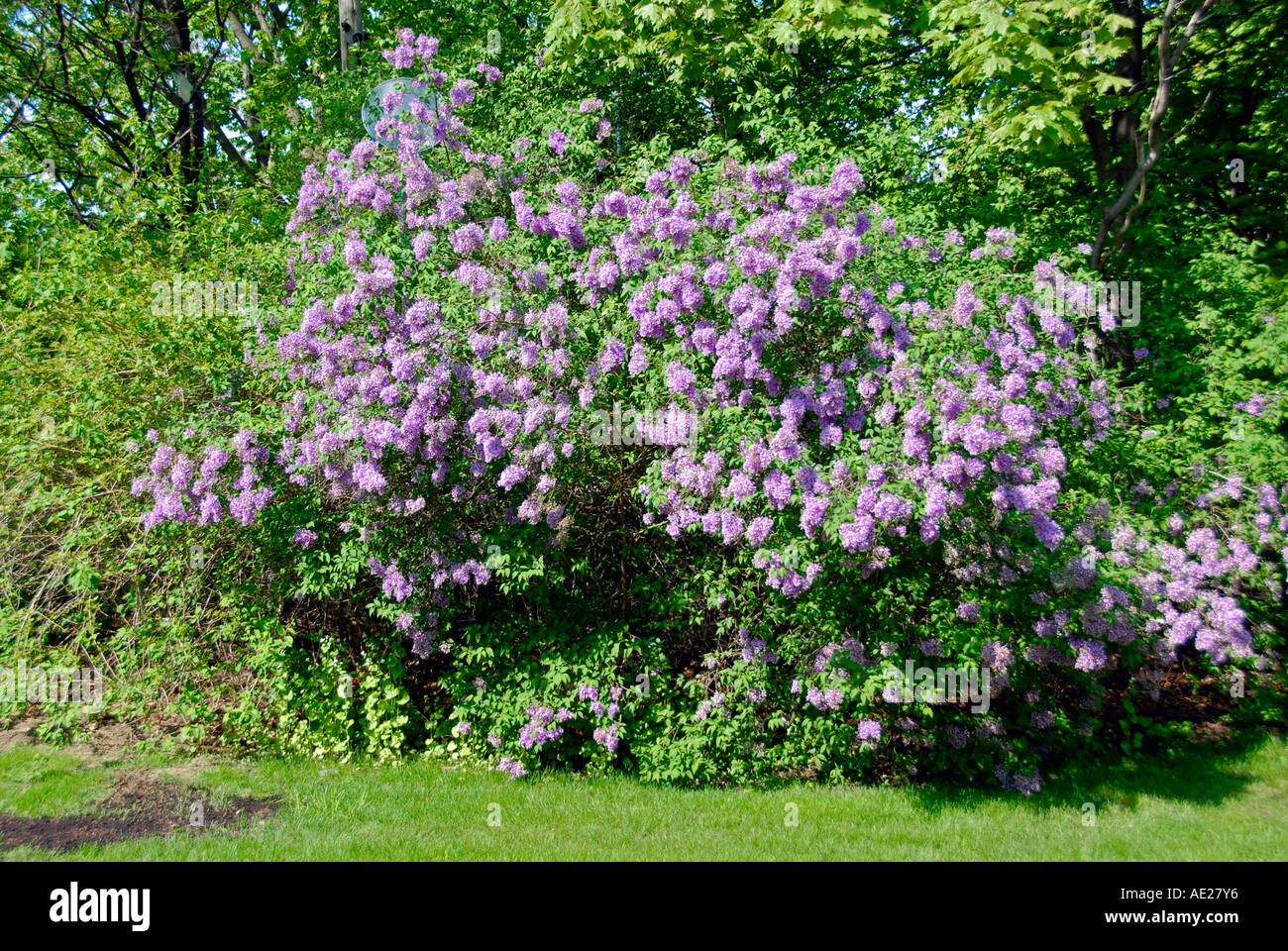 Lilac flower Latin name SYRINGA Stock Photo Alamy