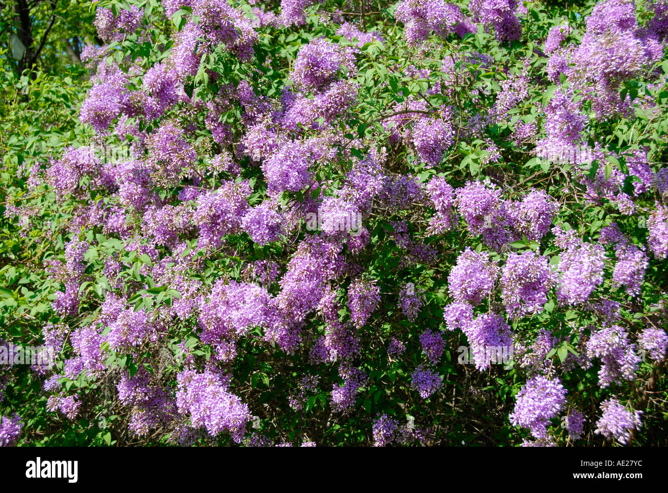 Stringlia Flower Lilac flower latin name syringa hi-res stock photography and images - Alamy