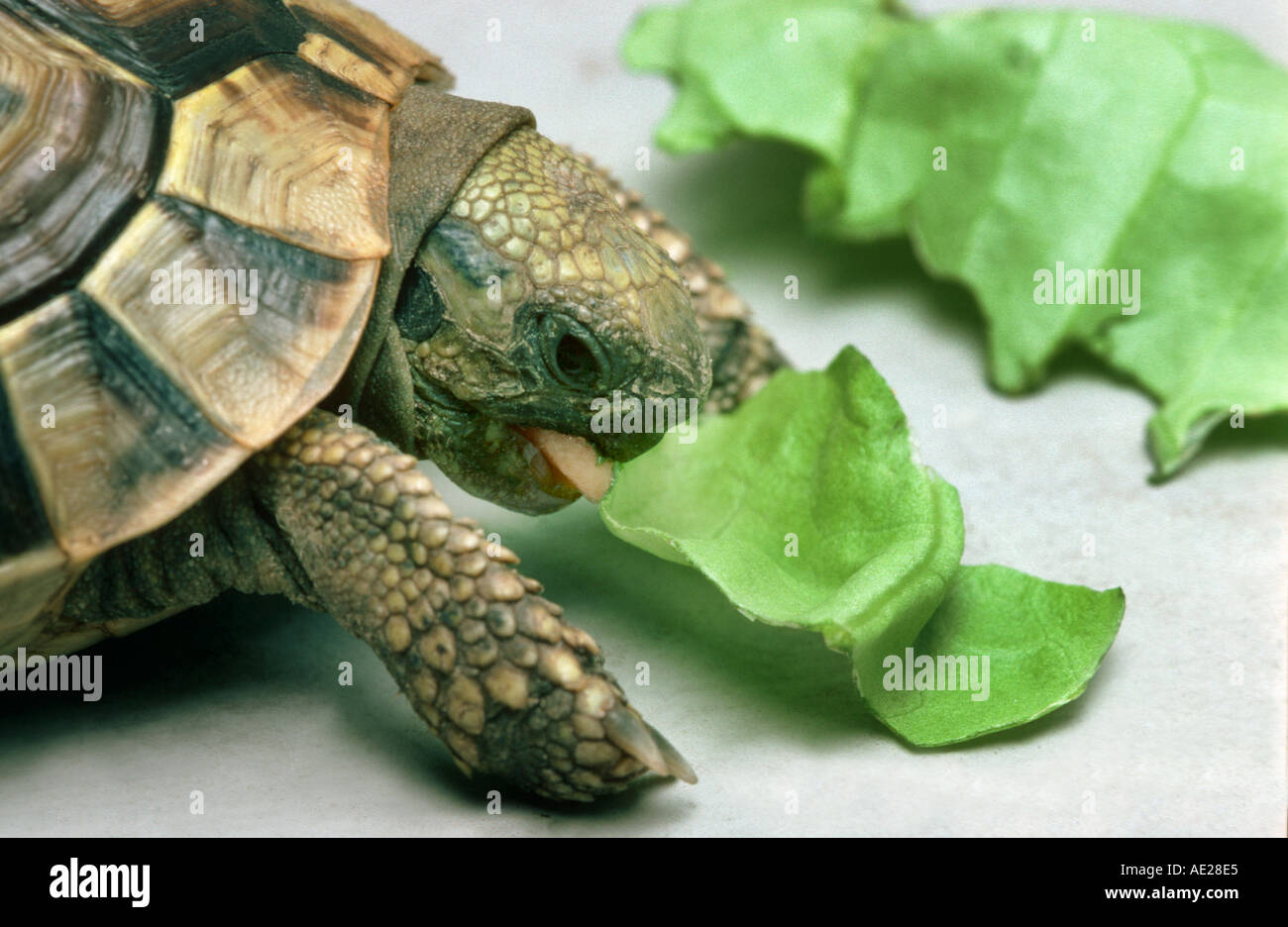 greek turtle is eating a leaf salad lettuce cabbage tortoise Stock