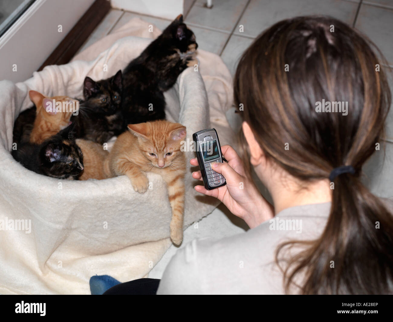 Teenage Girl Taking Photograph with Camera Phone of Five Kittens Stock Photo