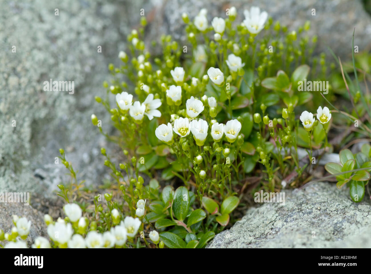 Mountain Sandwort -Arenaria Groenlandica - Stock Photo