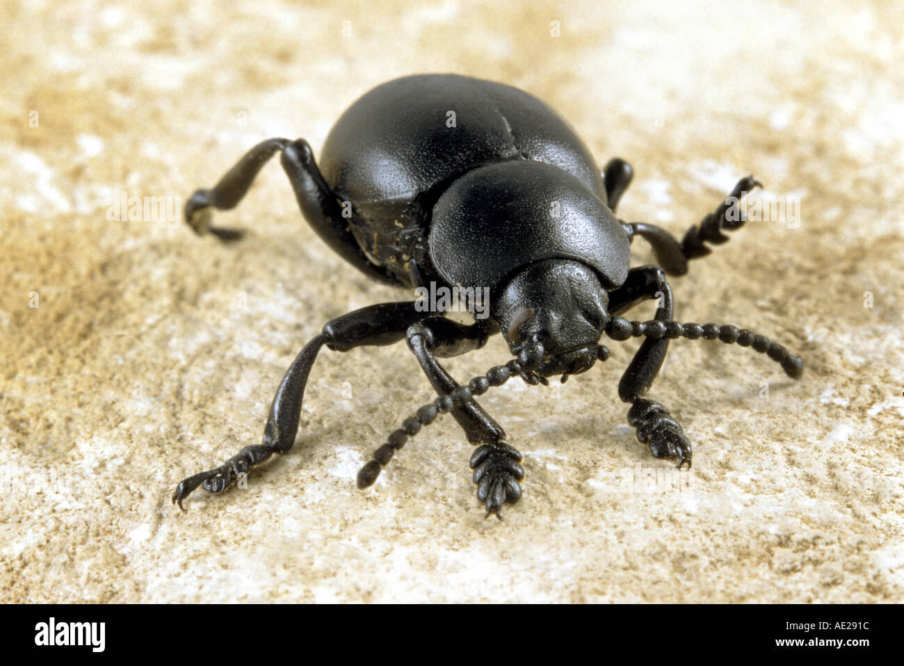 The Bloody Nosed Beetle big fat round black beetle Stock Photo