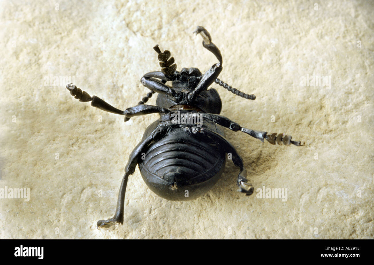 The Bloody Nosed Beetle laying on the back  Stock Photo