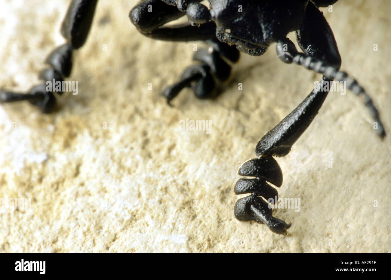 The Claw of a Bloody Nosed Beetle  Stock Photo