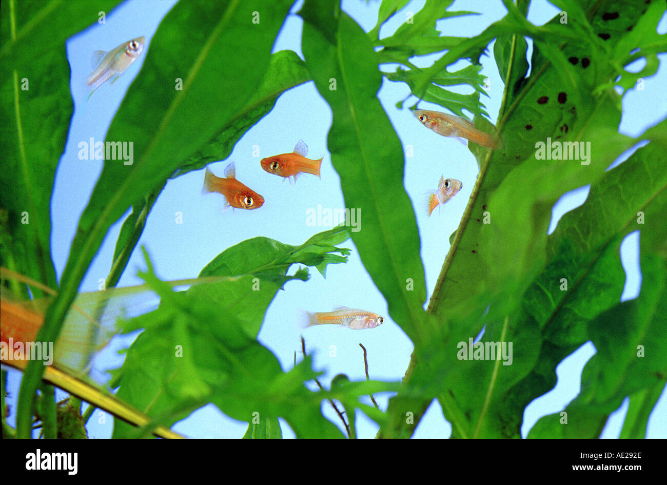aquarium with plants water plants and young platies Stock Photo