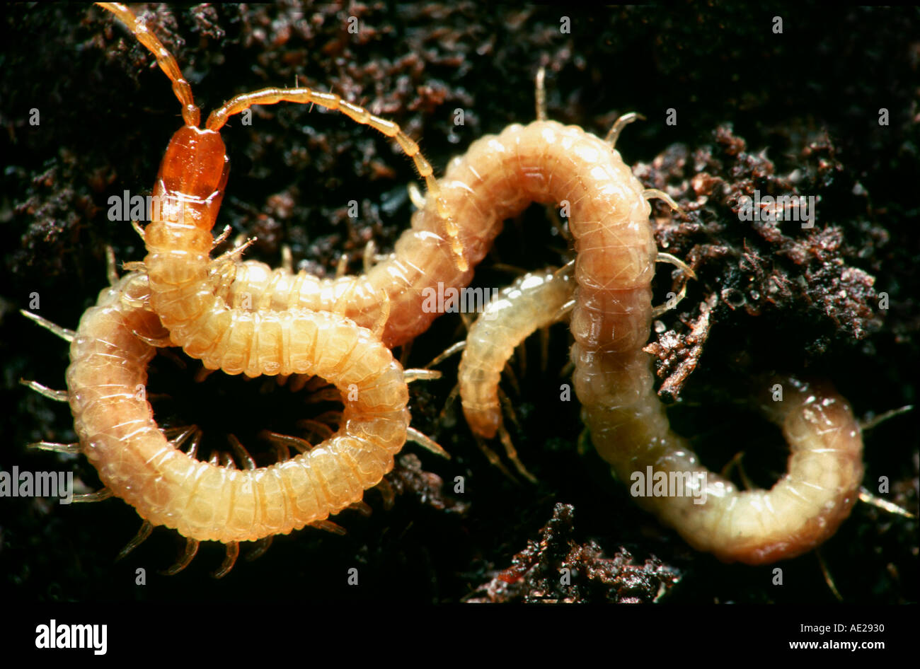 curling yellow CENTIPEDE millepede Stock Photo