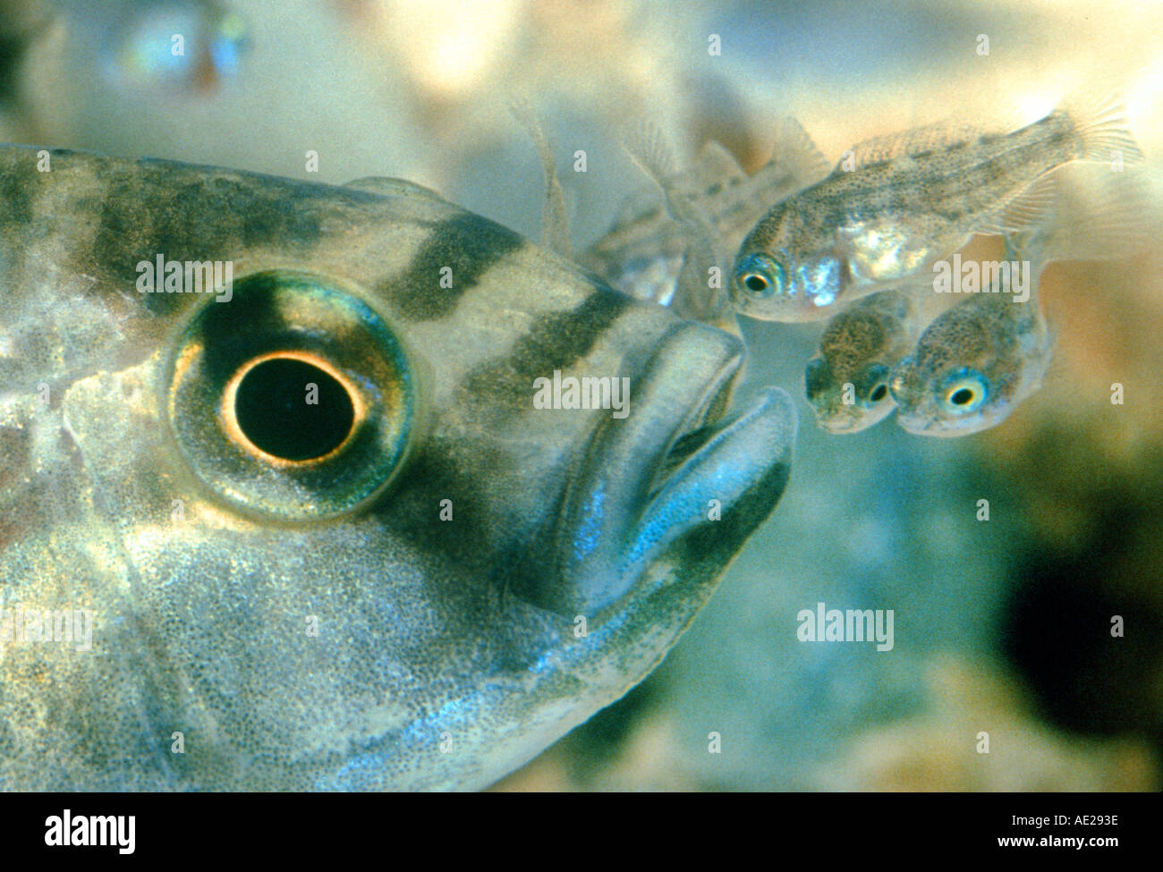 Jawfish eggs mouth hires stock photography and images Alamy