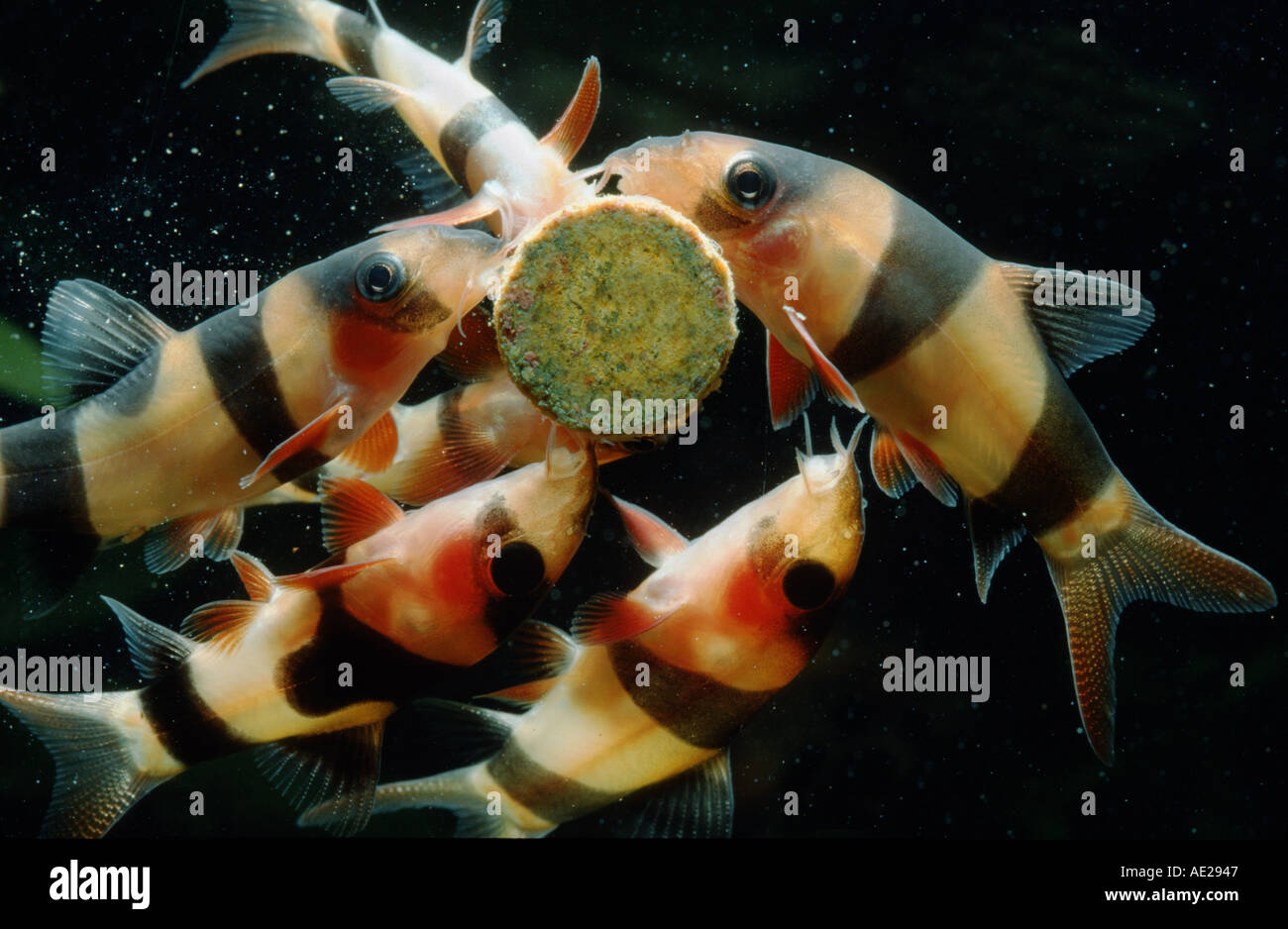 Clown loaches BOTIA MACRACANTHA eating a food pellet fixed on the glass plate TIDEBITS tidebit Stock Photo