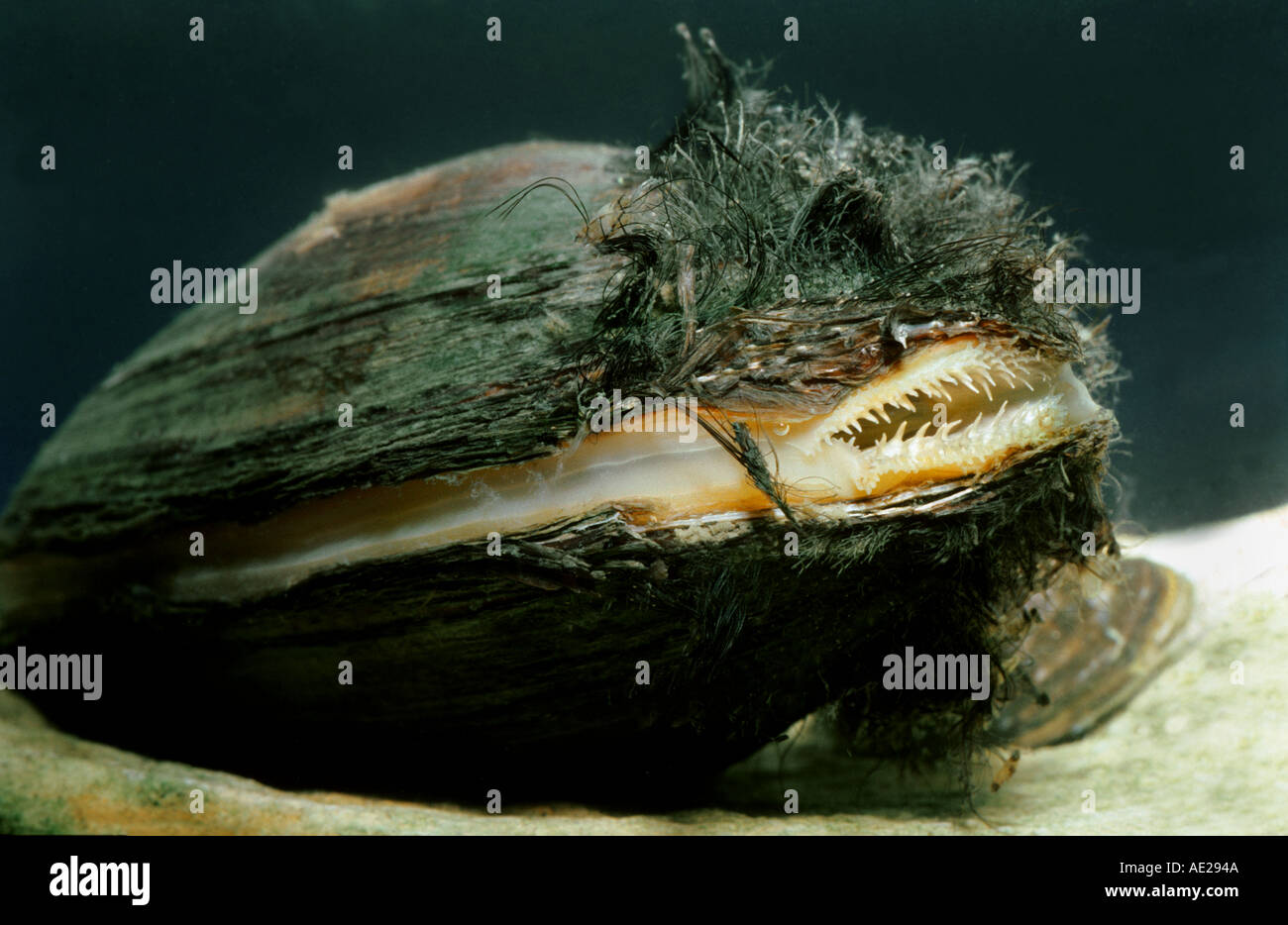 Swan mussel Anodonta cygnea underwater under water animal breath breathing water stream Stock Photo