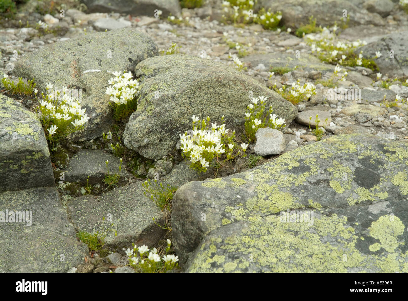 Mountain Sandwort- Arenaria Groenlandica-White Mountains New Hampshire USA Stock Photo