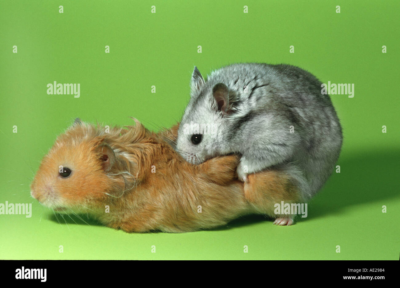 MESOCRICETUS MATING Couple SERIES pic 1 of hamster in love Stock Photo - Alamy