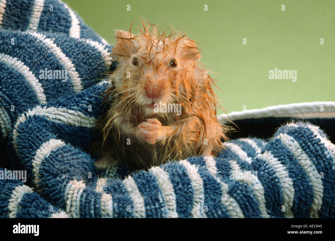 Hamster wipes top