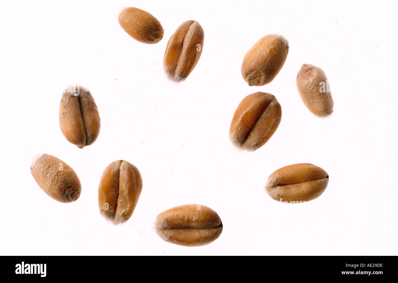 Close up dried wheat hi-res stock photography and images - Alamy