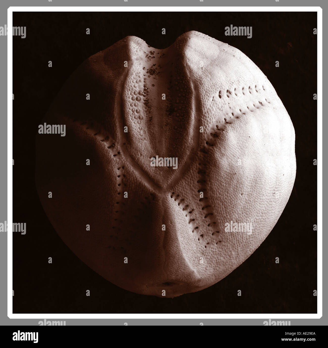 Curvacious hi-res stock photography and images - Alamy