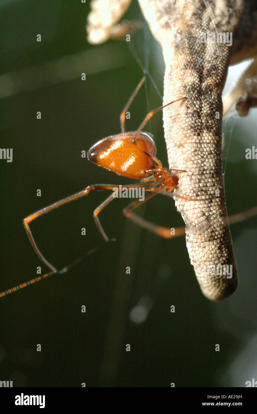 Dewdrop spider Argyrodes miniaceus Theridiidae a kleptoparasite feeding on fluid leaking from the tail of a lizard Ghana Stock Photo