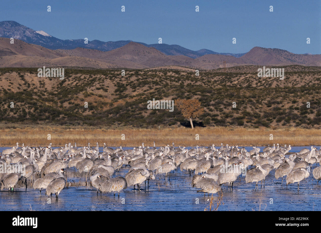 Sandhill Crane Grus canadensis group at roosting place Bosque del ...