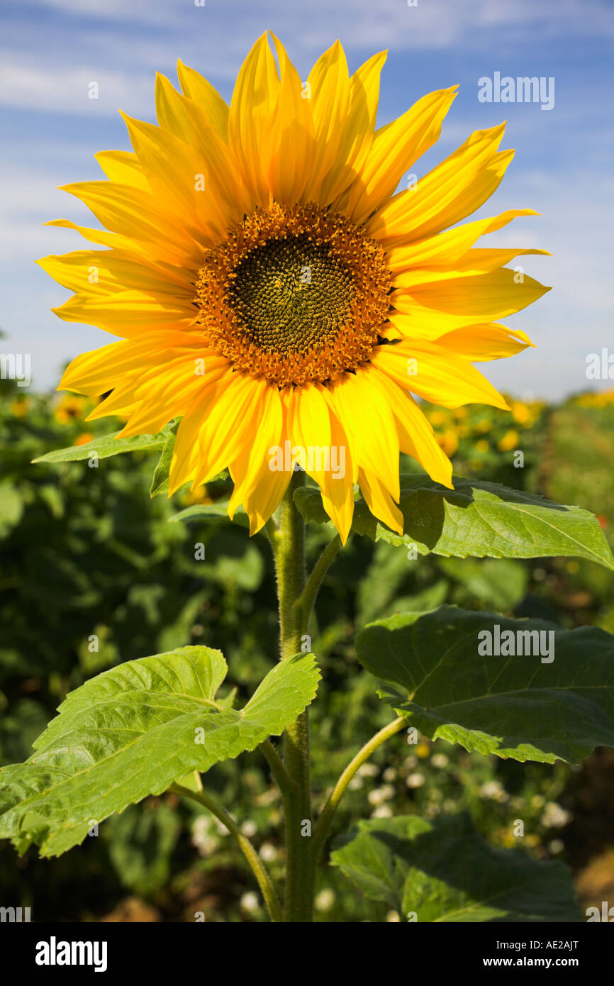 Single sunflower stem Stock Photo Alamy