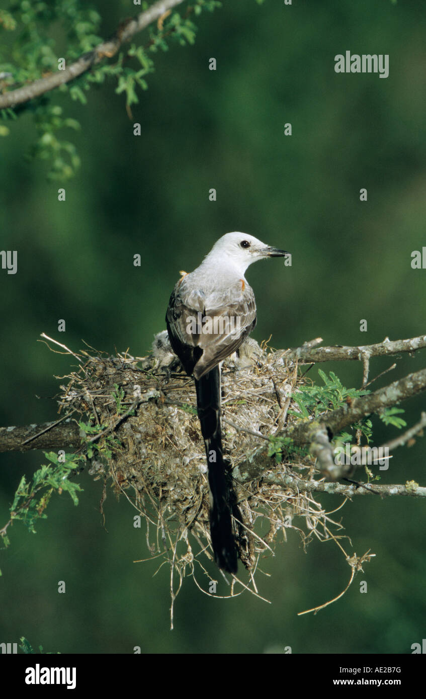 Juvenile scissor tailed flycatcher hi-res stock photography and images ...