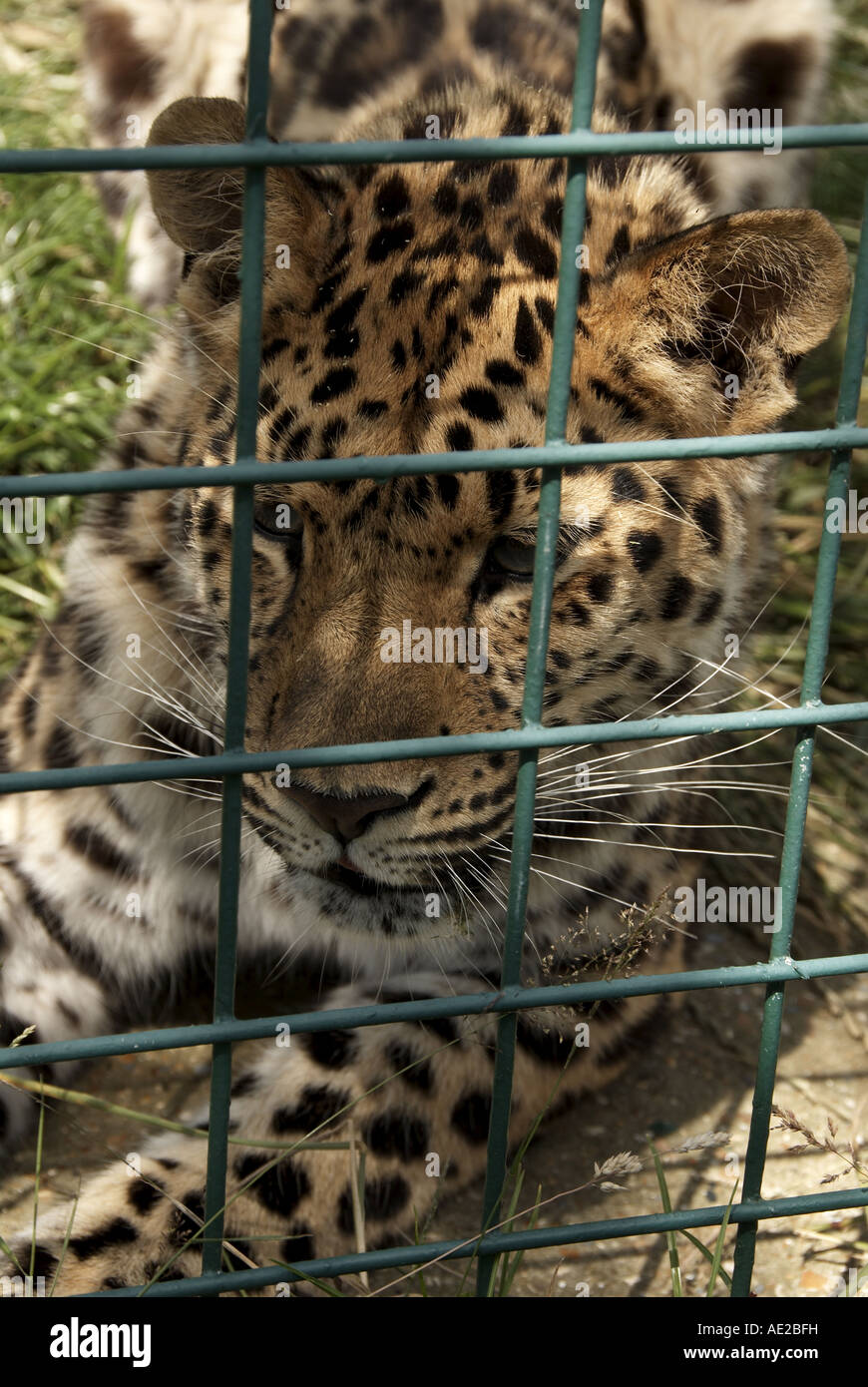 Amur Leopard, Wildlife Heritage Foundation, Kent, UK Stock Photo - Alamy