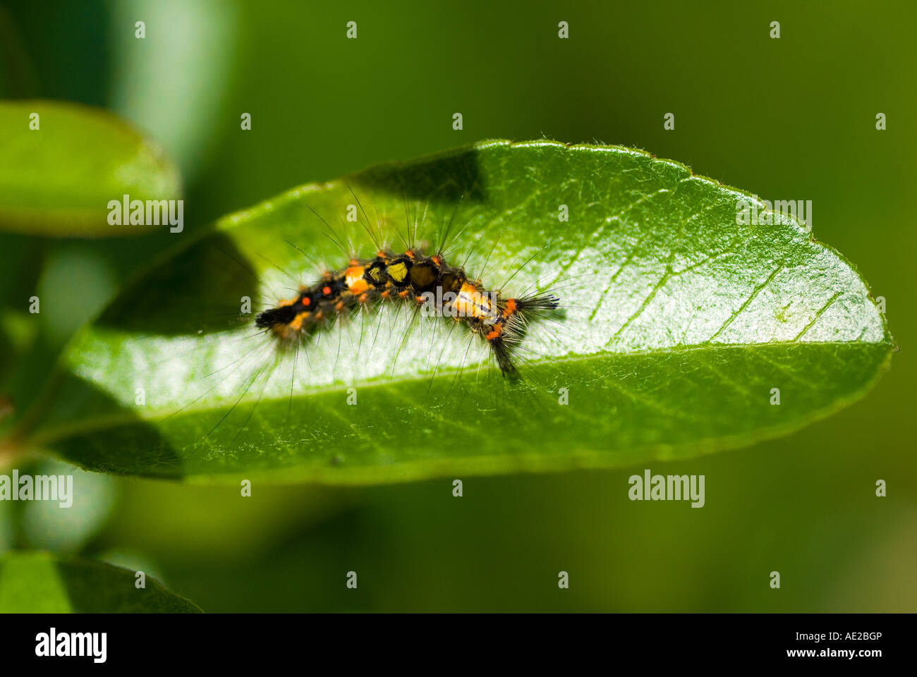 Vapourer Moth Caterpillar (Orgyia Antiqua) Stock Photo