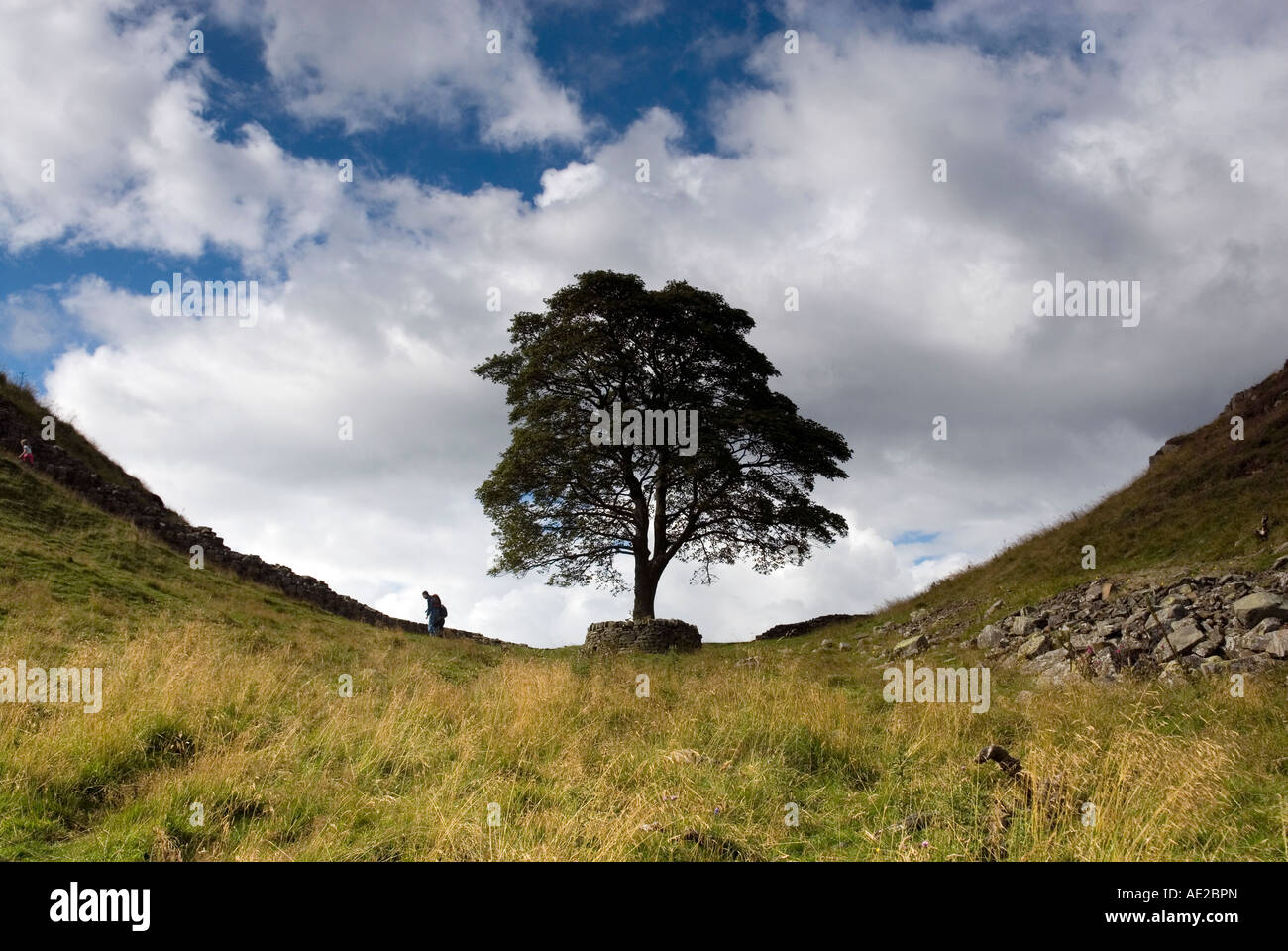 Sycamore Tree on Hadrians Wall near Steel Rigg, Roman Wall country, Northumberland Stock Photo