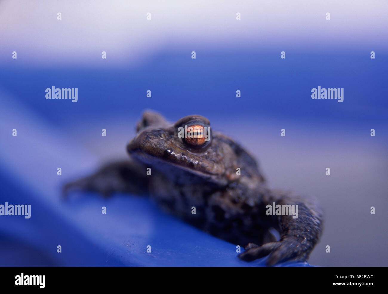 Common frog leaning on the side of a blue bowl Stock Photo Alamy