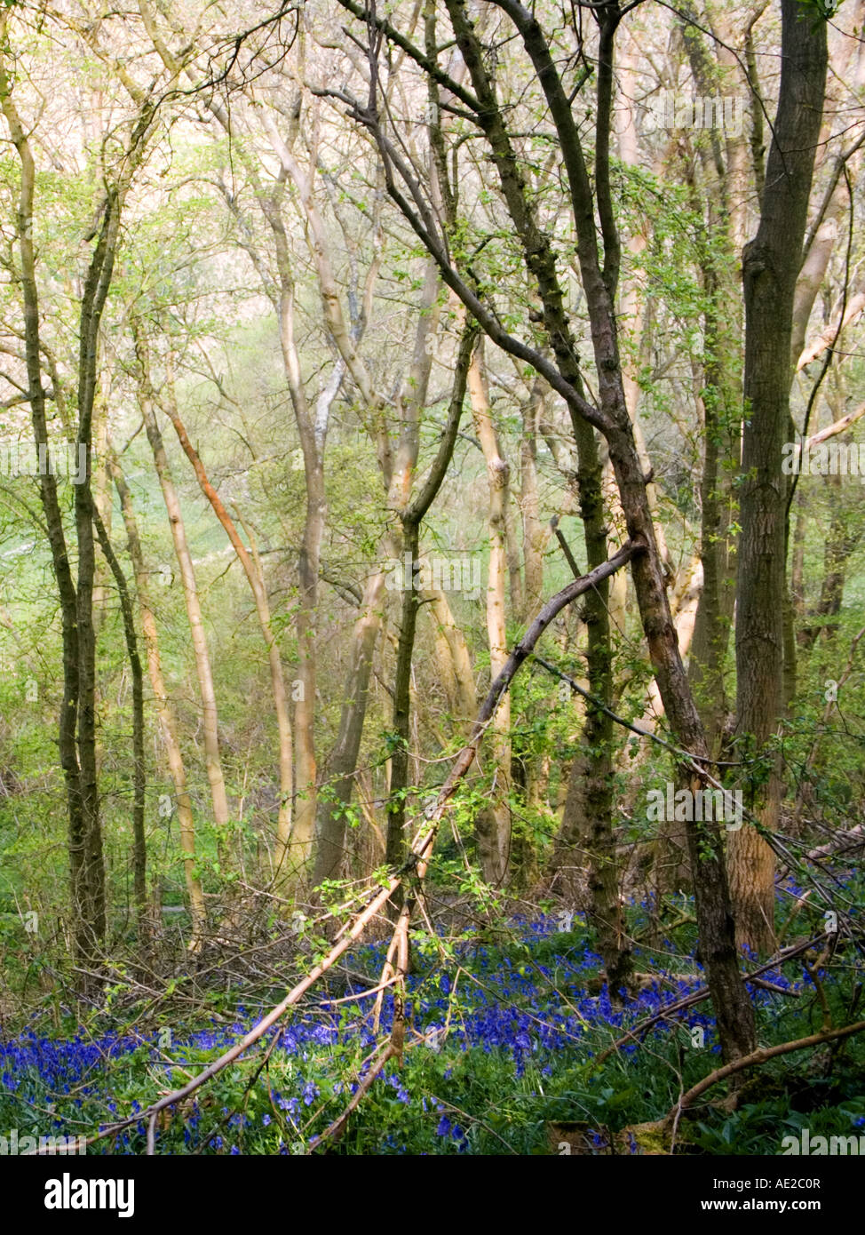 Bluebells in an English wood Stock Photo