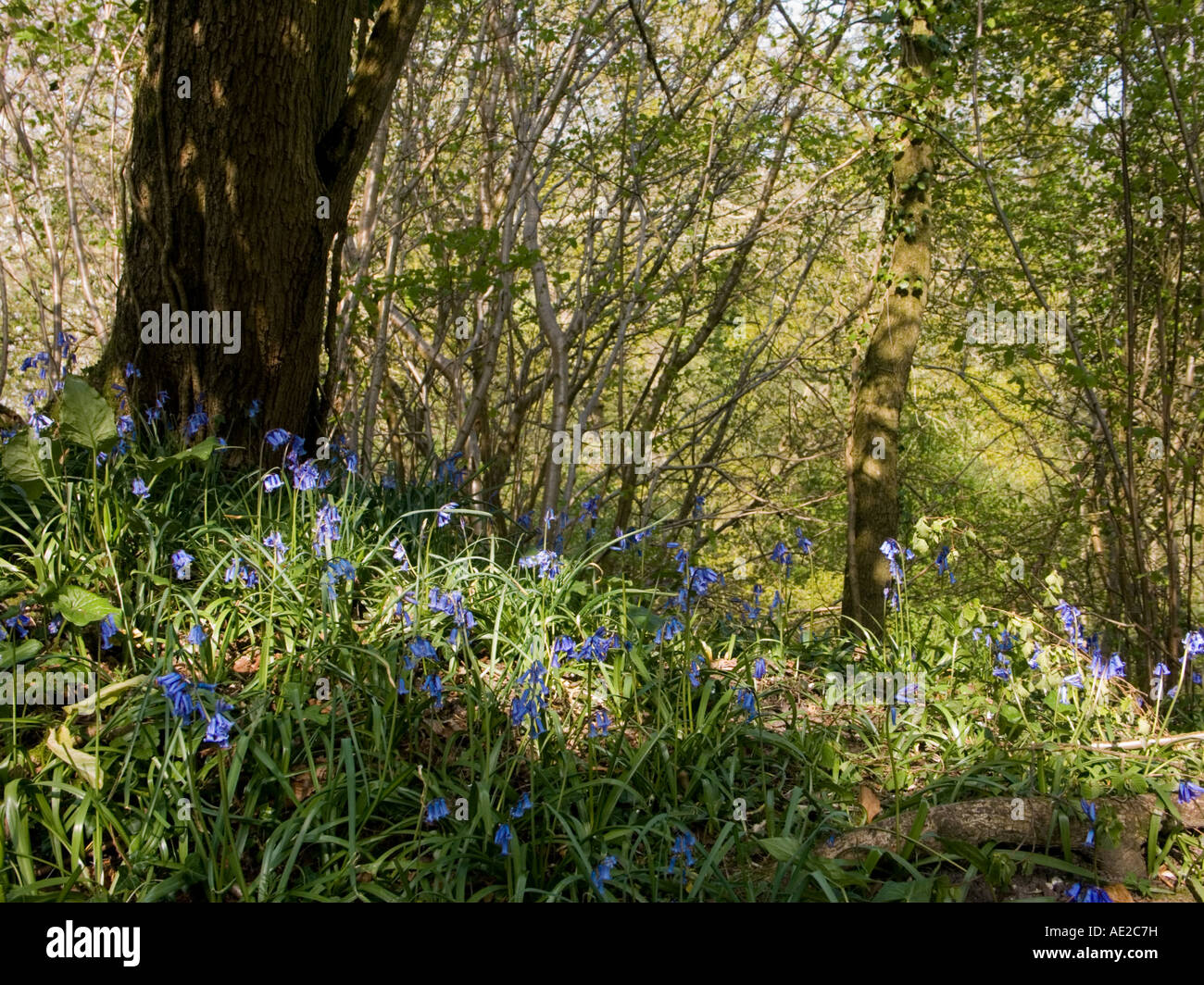 Bluebells in an English wood Stock Photo