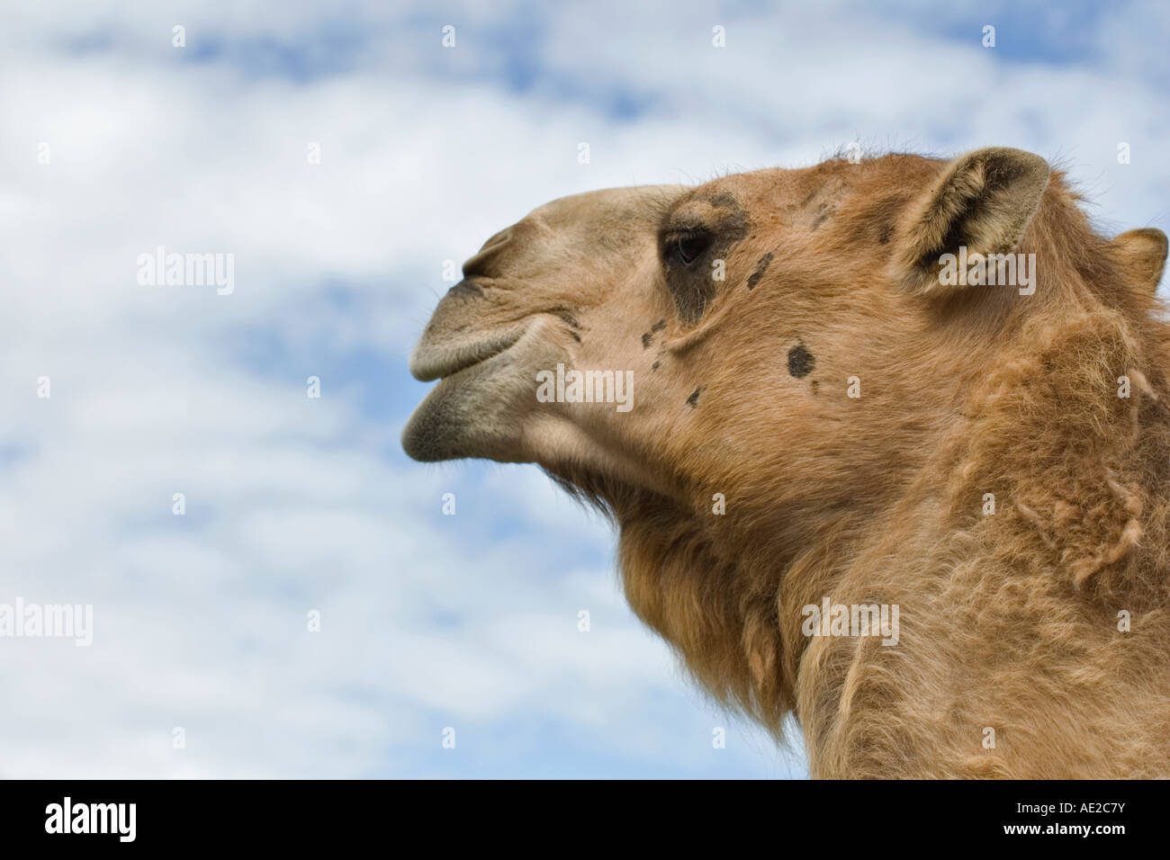 Dromedary camel Stock Photo