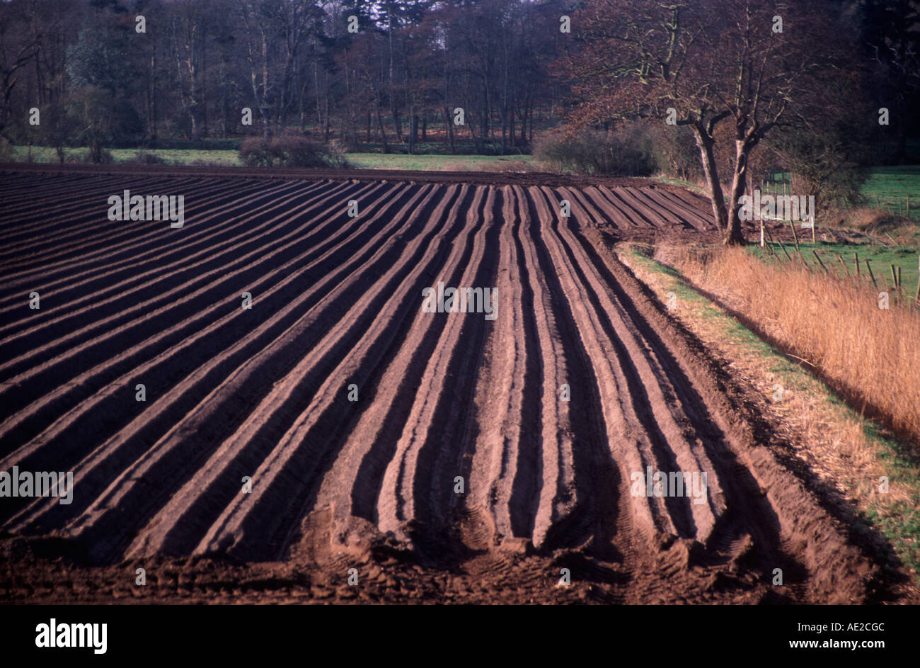 Furrows for planting potato crop Butley Suffolk England Stock Photo