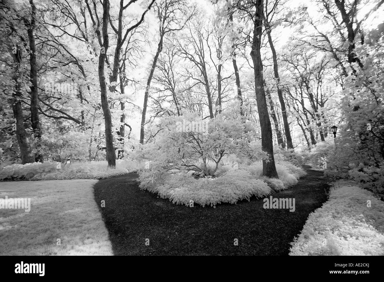 Infrared photo of paths in a park Stock Photo