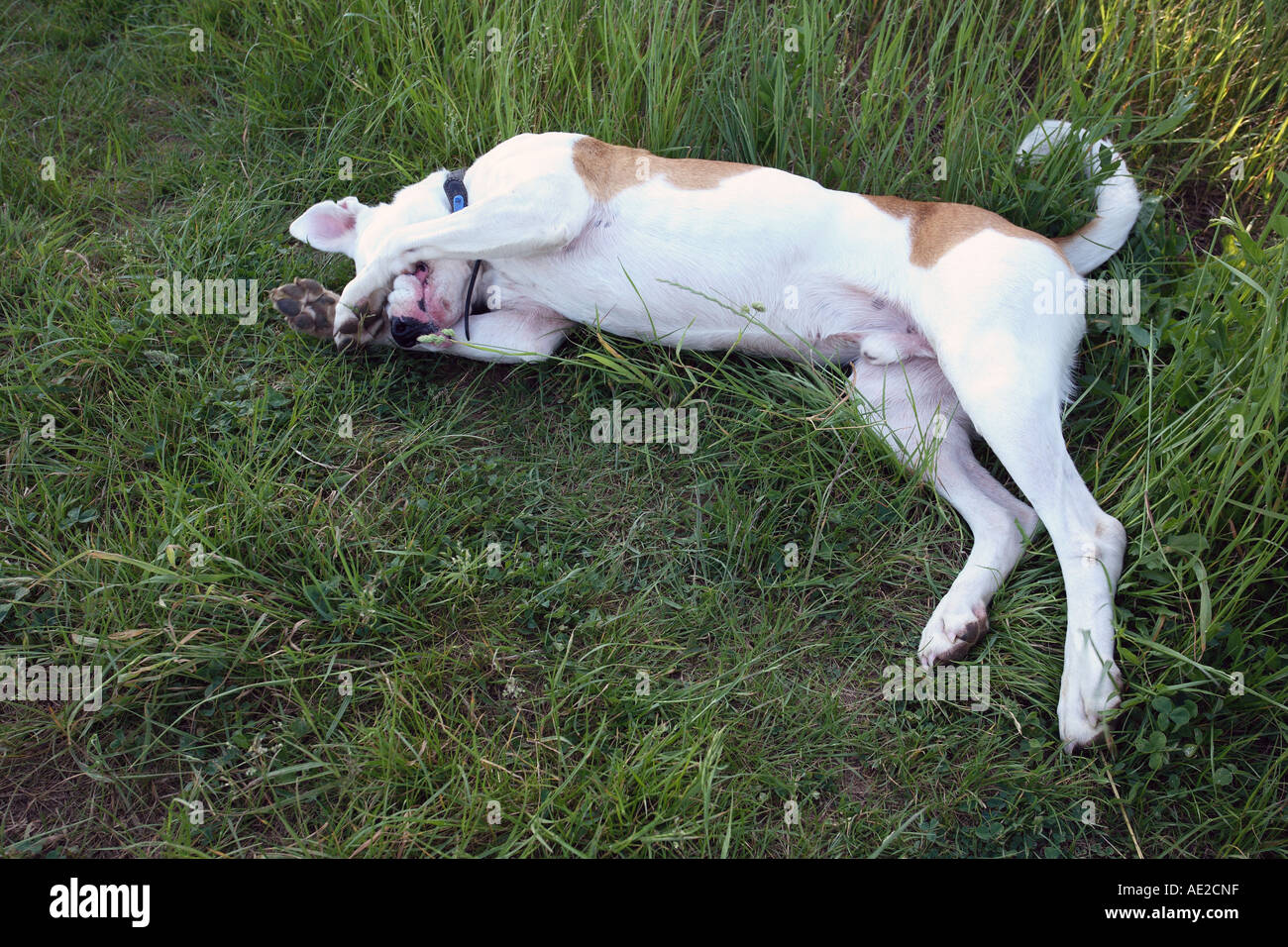Cross breed farm dog rolling in the grass. Stock Photo