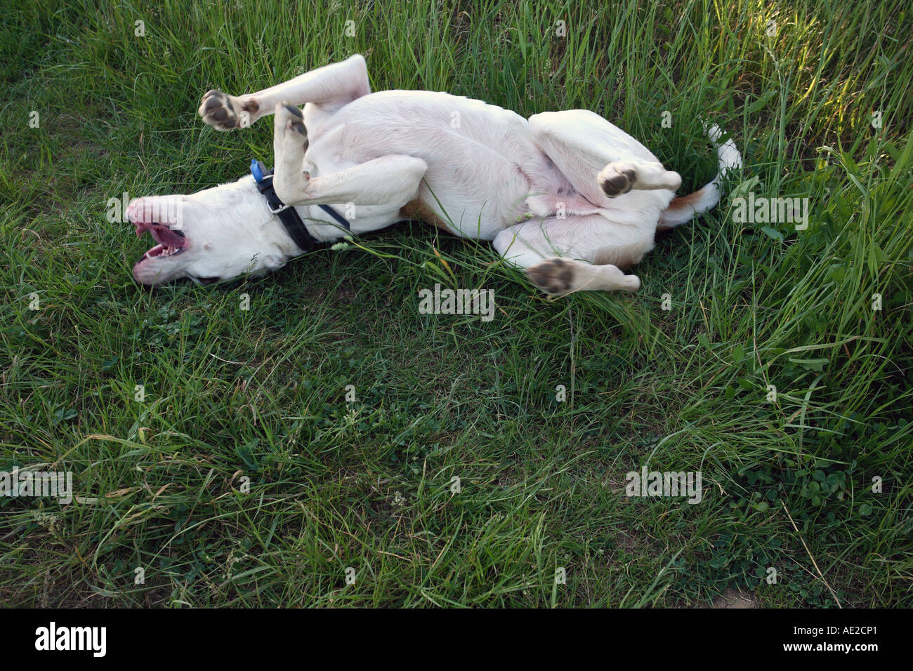 Cross breed farm dog rolling in the grass. Stock Photo