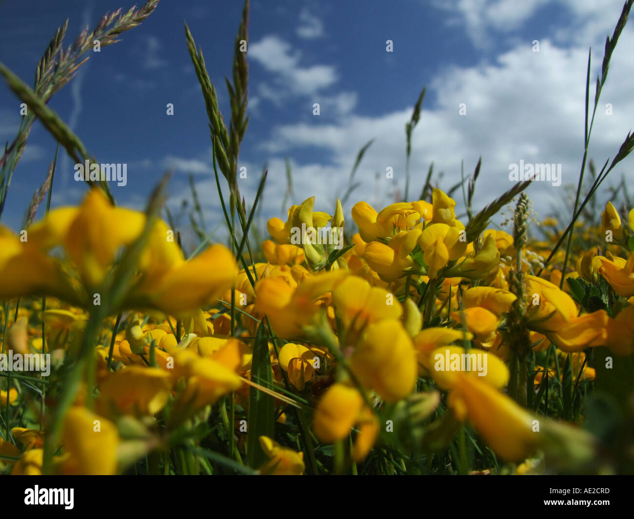 Bird's foot trefoil Stock Photo Alamy