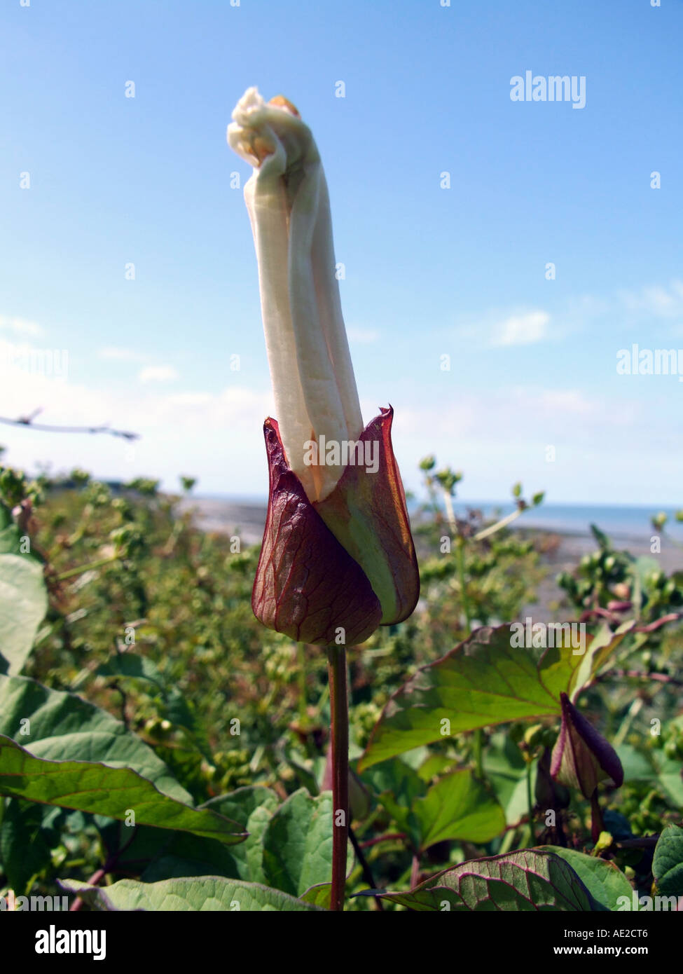 Hedge bindweed hi-res stock photography and images - Alamy