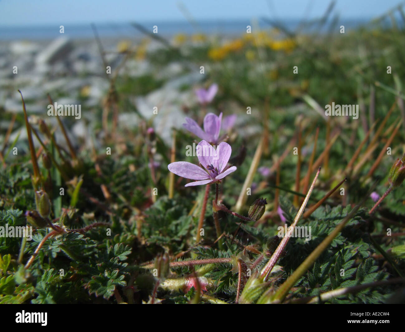 Sea Storksbill. Stock Photo