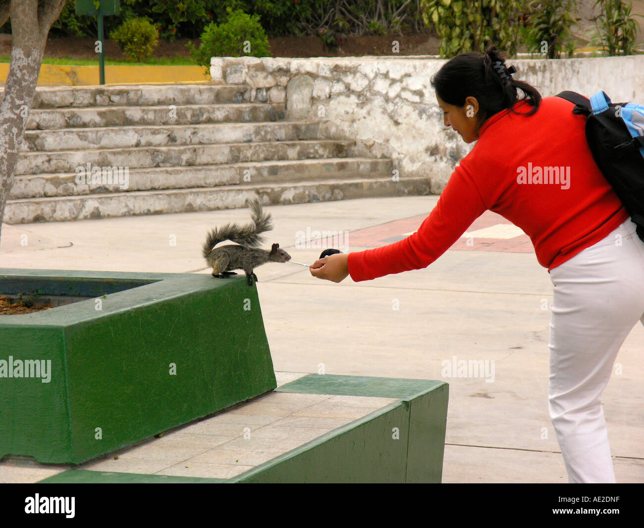 Domestic squirrel in Parque de las Leyendas. Lima. Perú Stock Photo - Alamy