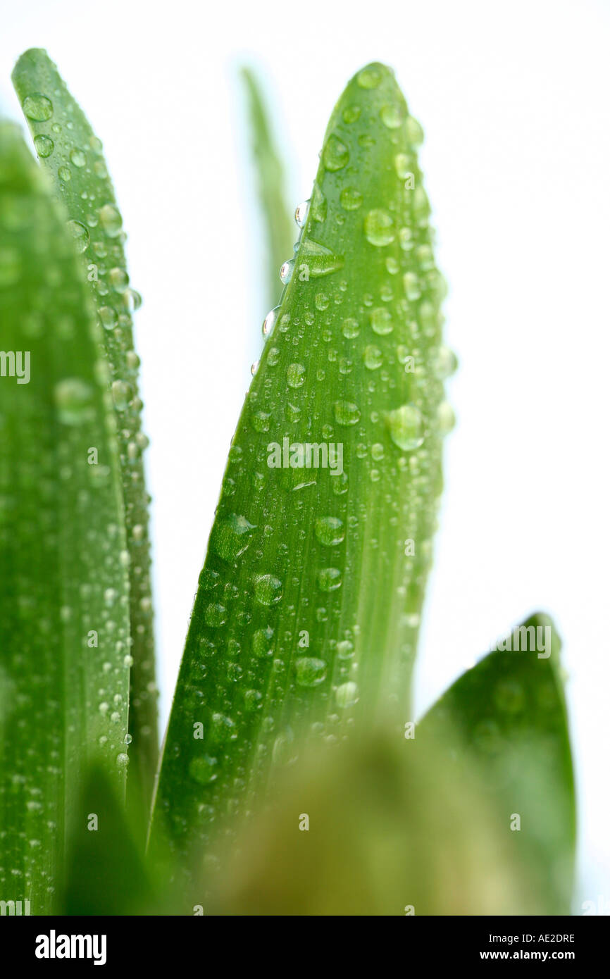 Hyacinth leaves with droplets Stock Photo