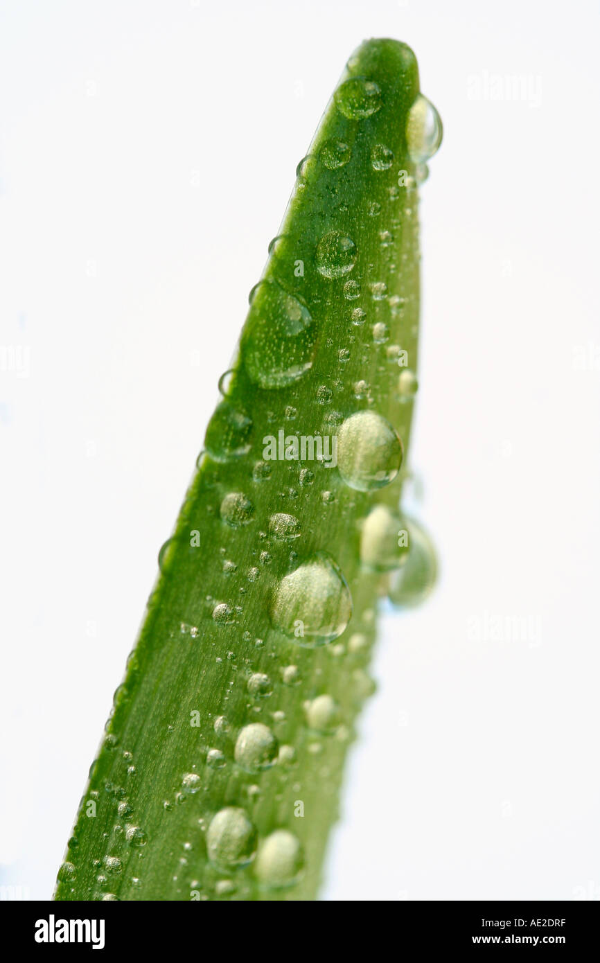 Hyacinth leaf with droplets Stock Photo
