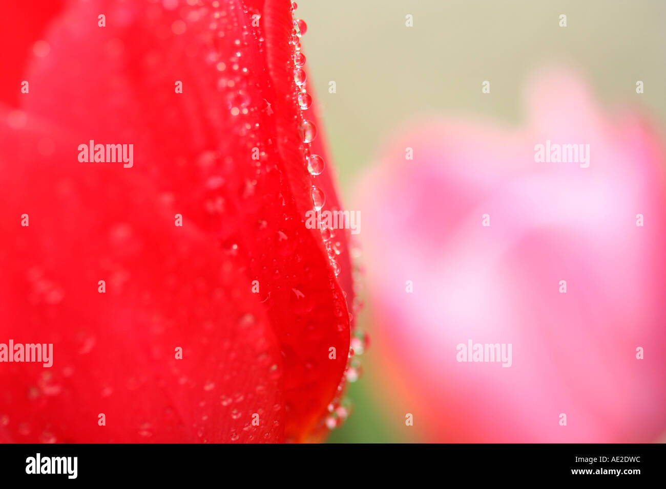 Wet tulip hi-res stock photography and images - Page 19 - Alamy