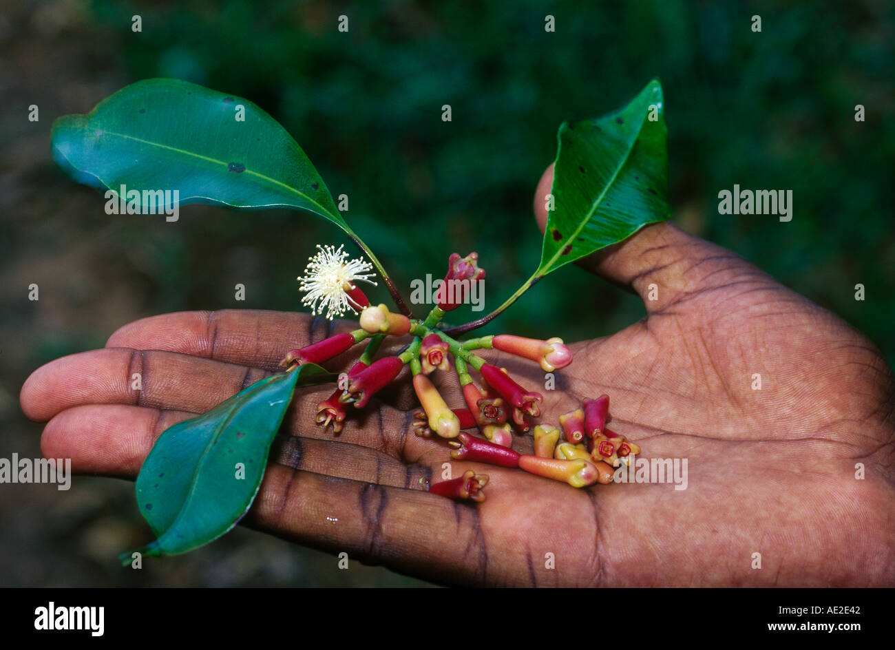 Zanzibar clove hires stock photography and images Alamy
