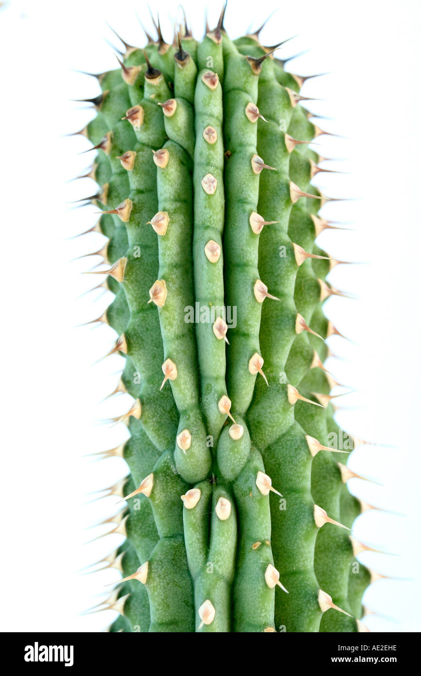 Hoodia gordonii Southafrican desert plant against obesity Kalahari Bushmen Stock Photo