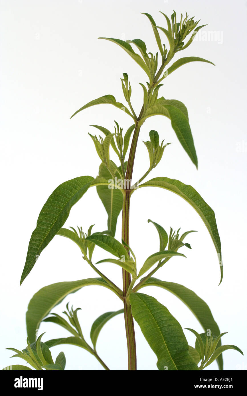 Lemon verbena Lippia citriodora Stock Photo