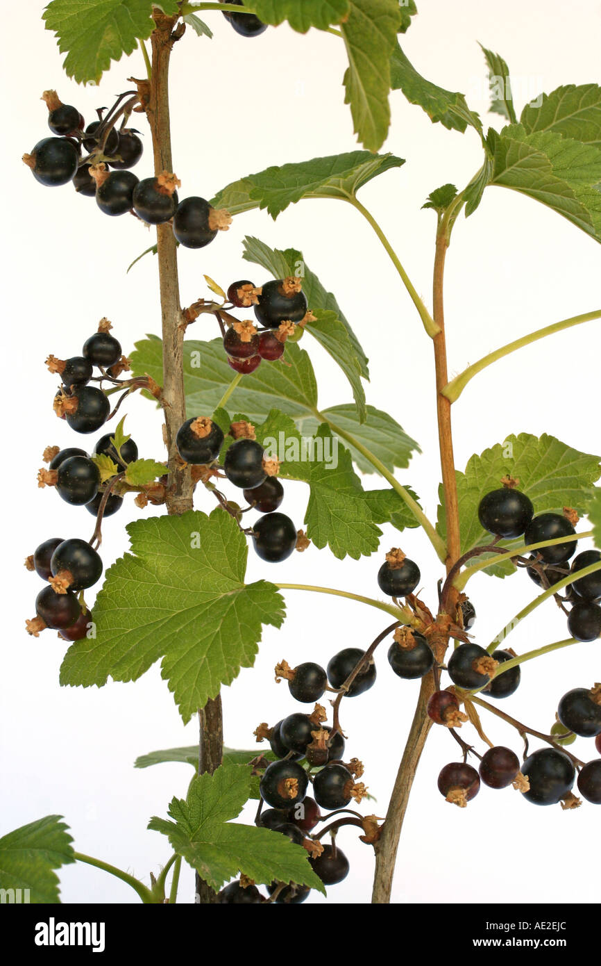 Black currant Ribes nigrum Stock Photo Alamy